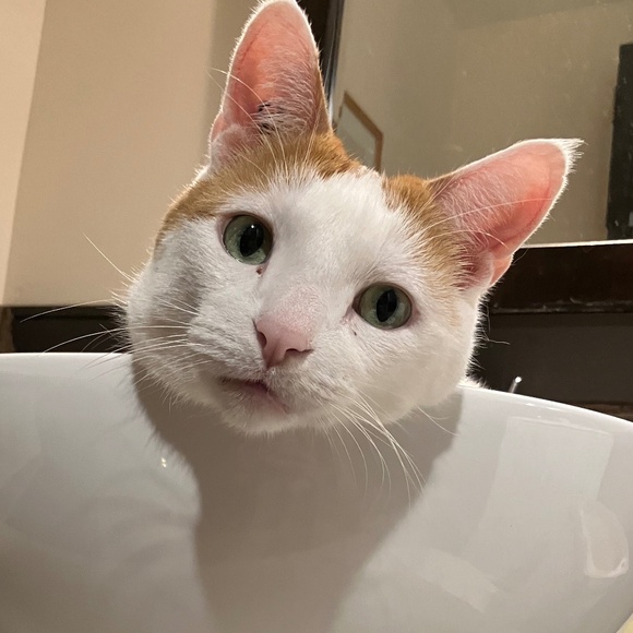 Meet your Posher, H - Picture 5 of 10